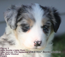 Blue Merle Tricolour, medium coated border collie puppy, border collie puppy